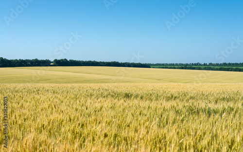 Wheat field under the blue sky.