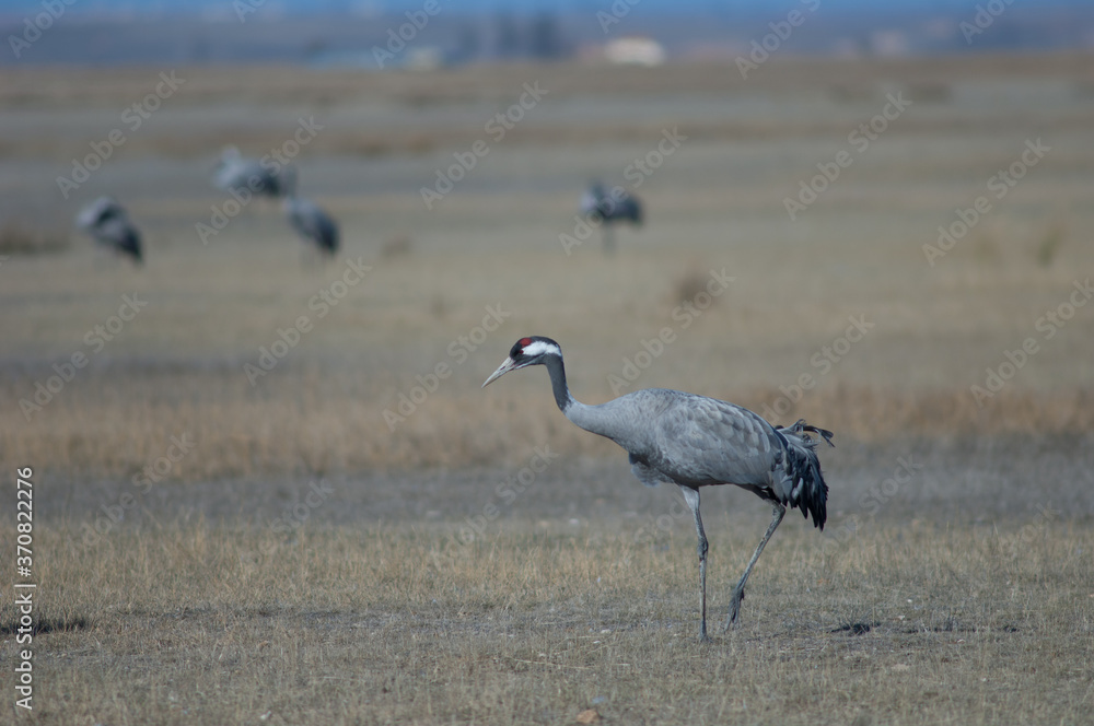 Fototapeta premium Common crane Grus grus. Gallocanta Lagoon Natural Reserve. Aragon. Spain.
