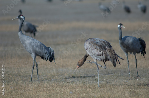 Juvenile common crane Grus grus scratching and two adults. Gallocanta Lagoon Natural Reserve. Aragon. Spain.