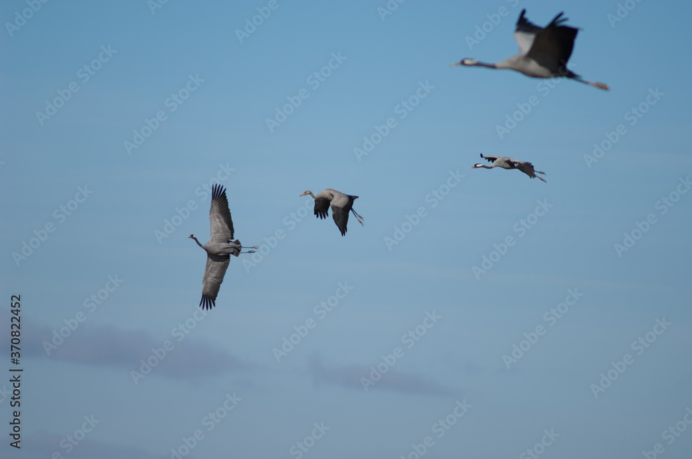 Fototapeta premium Common cranes Grus grus in flight. Gallocanta Lagoon Natural Reserve. Aragon. Spain.