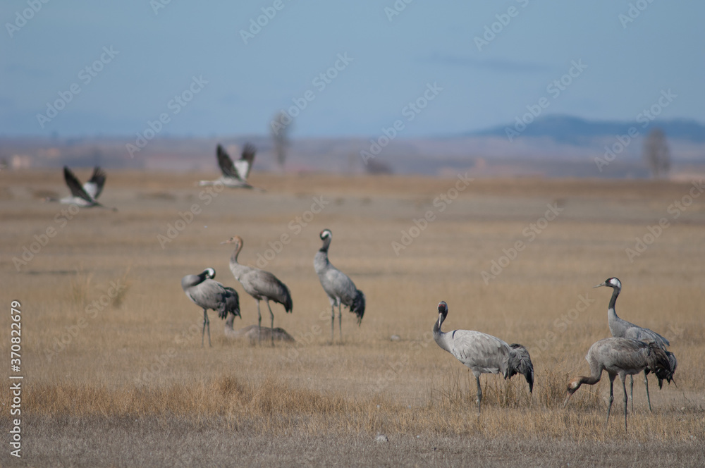 Common cranes Grus grus. Gallocanta Lagoon Natural Reserve. Aragon. Spain. Common cranes Grus grus. Gallocanta Lagoon Natural Reserve. Aragon. Spain.