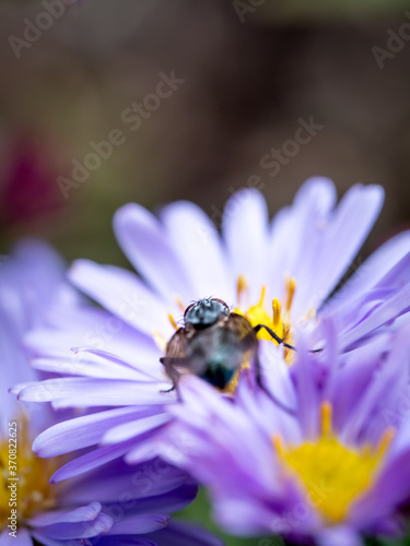 Back view a of fly sucking a New England Aster flower. photo