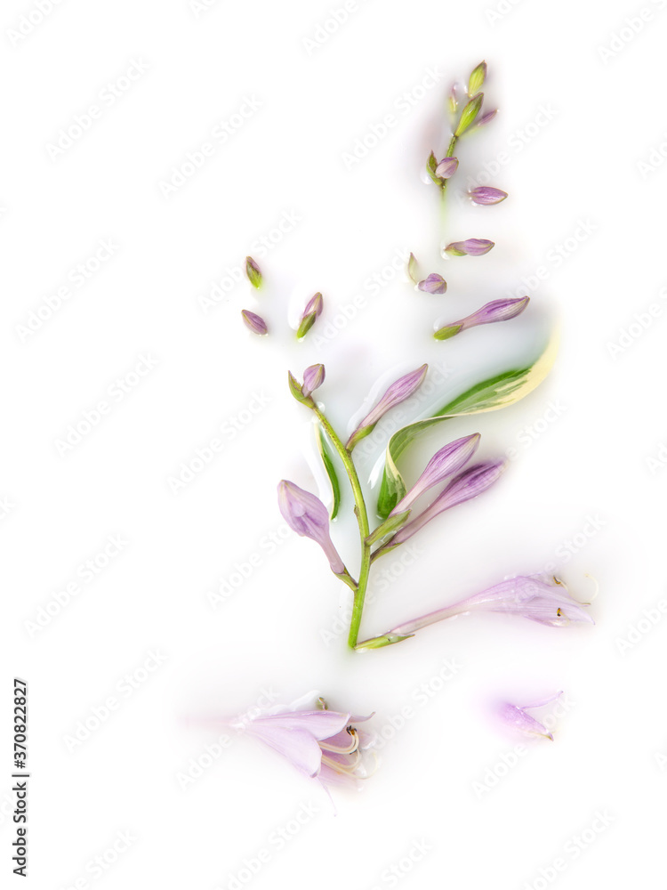 Hosta flowers and leaves in a milk bath. Conceptual photography: purity, tenderness, body care. Copy space, flat lay. Greeting card.