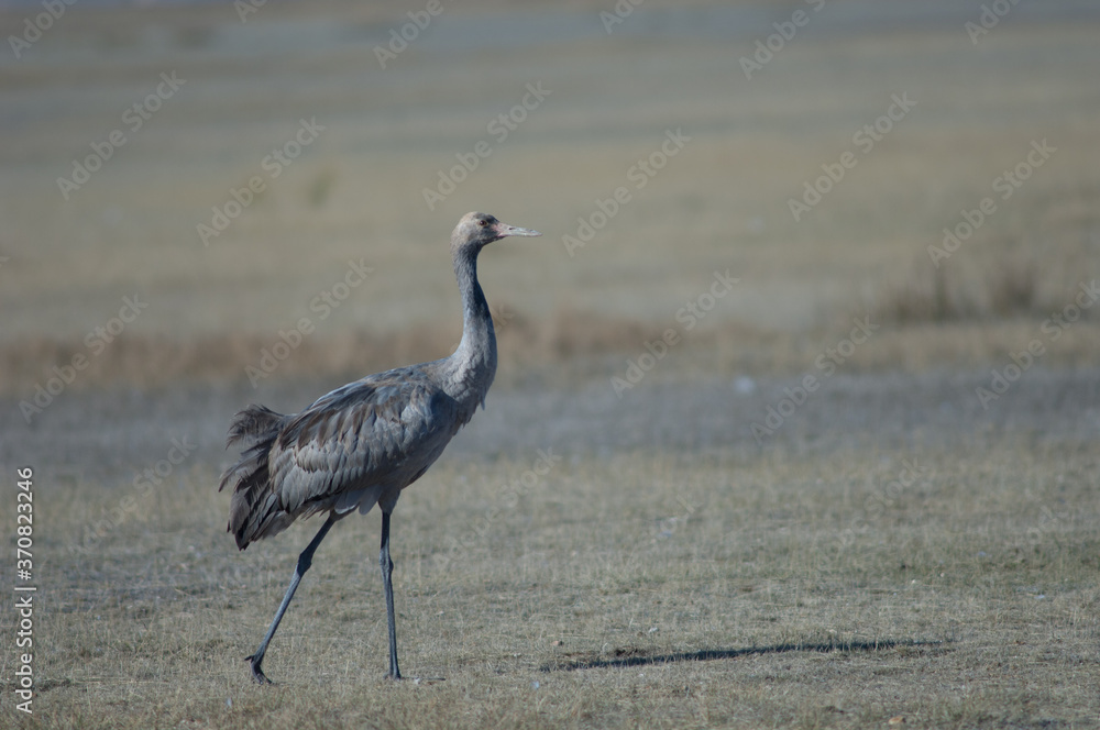 Obraz premium Juvenile common crane Grus grus. Gallocanta Lagoon Natural Reserve. Aragon. Spain.