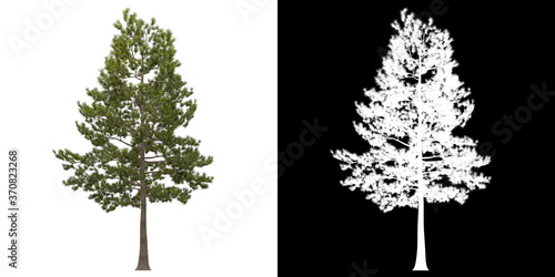 Front view of tree (Loblolly Pine) png with alpha channel to cutout 3D rendering. For forest and nature compositing.	