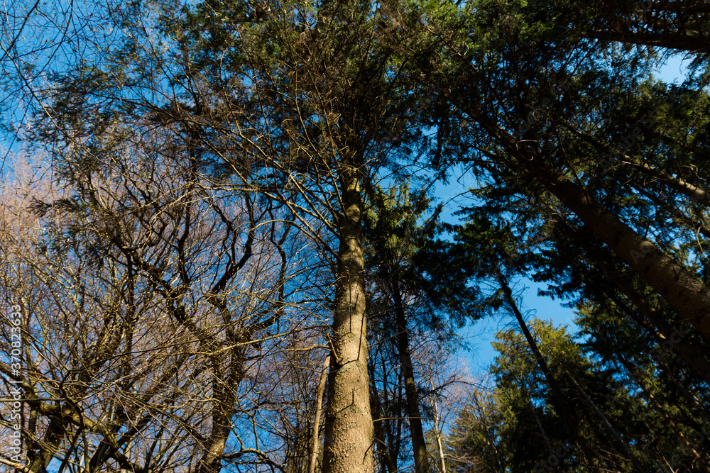 Low angel view of some trees in the wood on a sunny day with blue sky Low angel view of some trees in the wood on a sunny day with blue sky