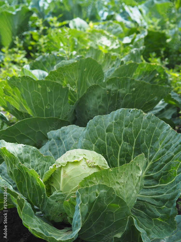 Naklejka premium Agricultural summer background. A bed with growing cabbage.