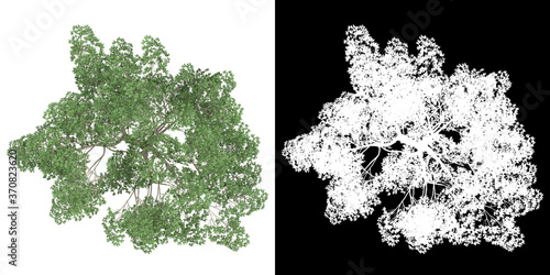 Top view of tree (Magnolia Virginiana) png with alpha channel to cutout 3D rendering. For forest and nature compositing.	