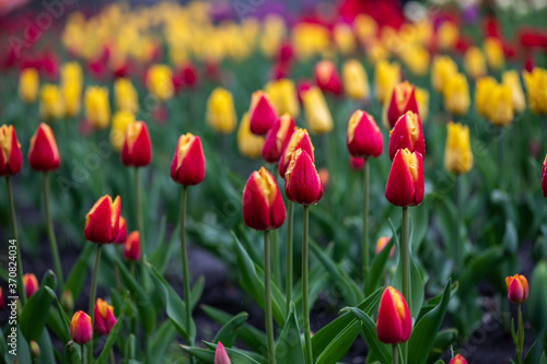 Nice color tulip flowers after the spring rain nature flora