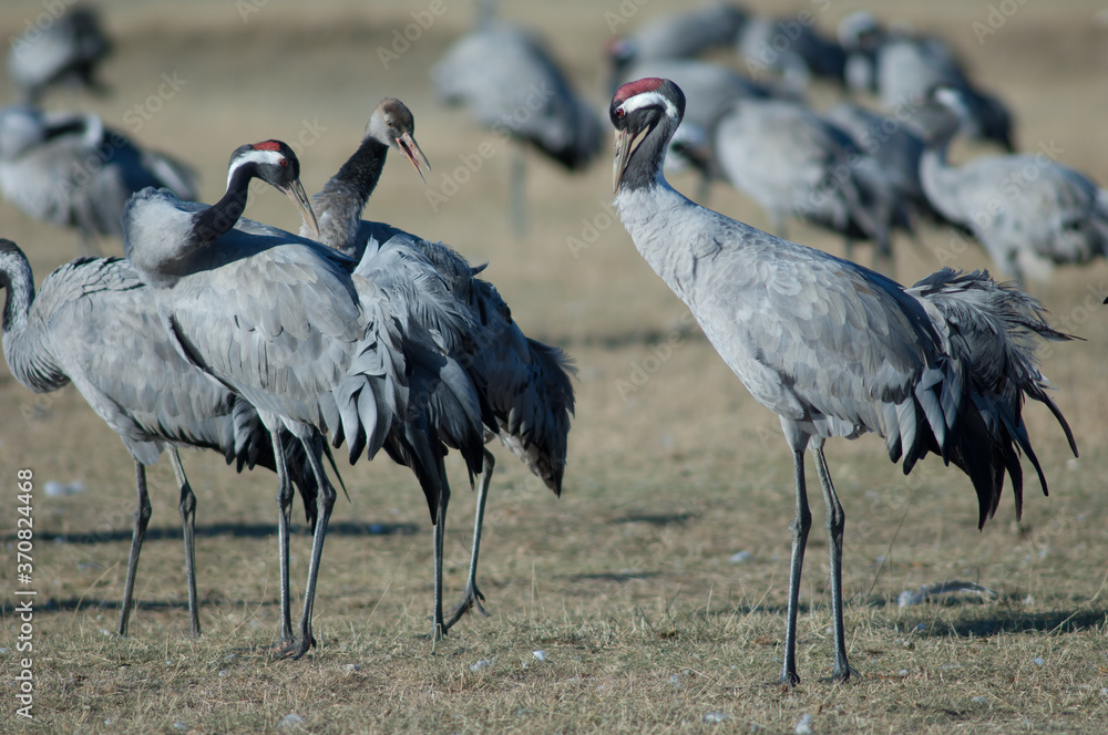 Obraz premium Common cranes Grus grus preening. Gallocanta Lagoon Natural Reserve. Aragon. Spain.