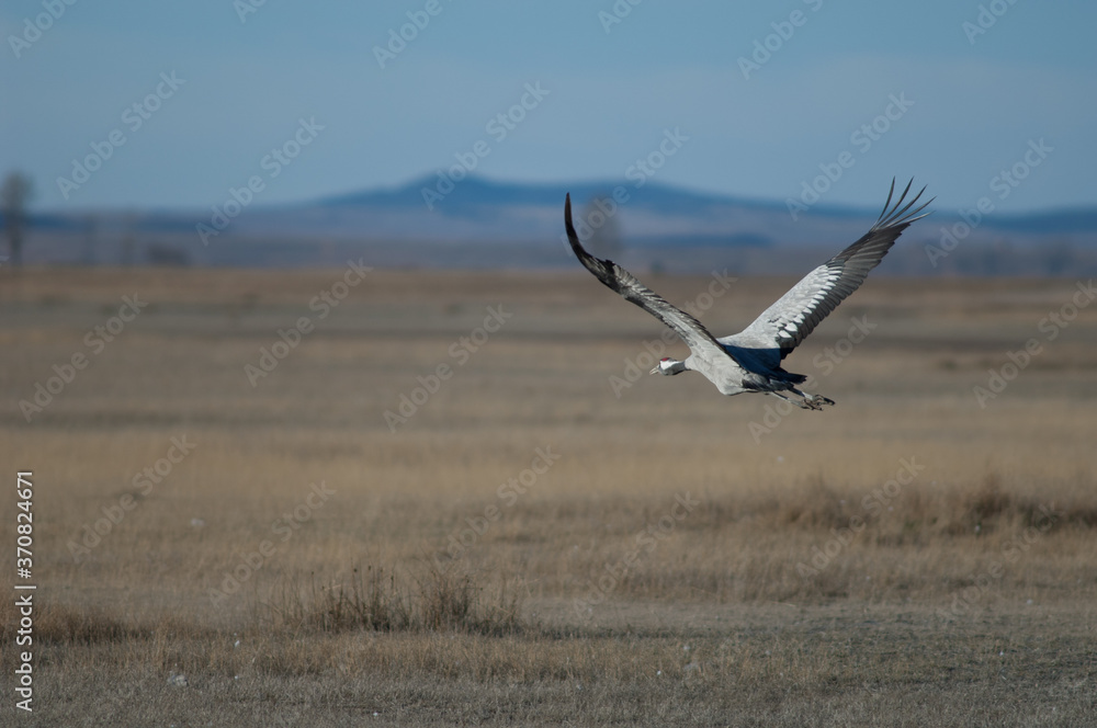 Common cranes Grus grus in flight. Gallocanta Lagoon Natural Reserve. Aragon. Spain. Common cranes Grus grus in flight. Gallocanta Lagoon Natural Reserve. Aragon. Spain.