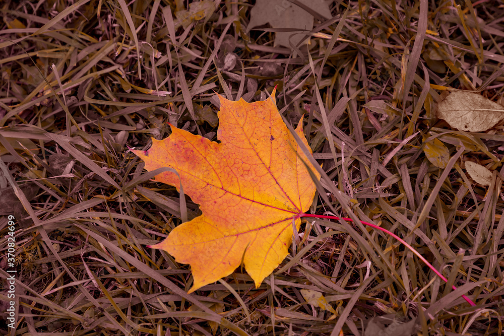 Autumn natural background. Fallen yellow maple leaf on faded grass. Autumn natural background. Fallen yellow maple leaf on faded grass.