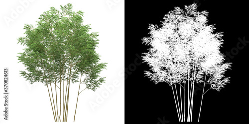 Front view of tree (Phyllostachys Aureosulcata) png with alpha channel to cutout 3D rendering. For forest and nature compositing.	 photo