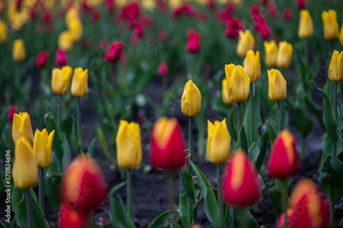 Nice color tulip flowers after the spring rain nature flora