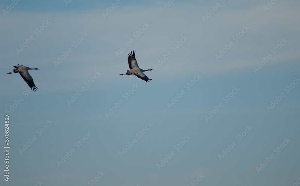 Common cranes Grus grus in flight. Gallocanta Lagoon Natural Reserve. Aragon. Spain.