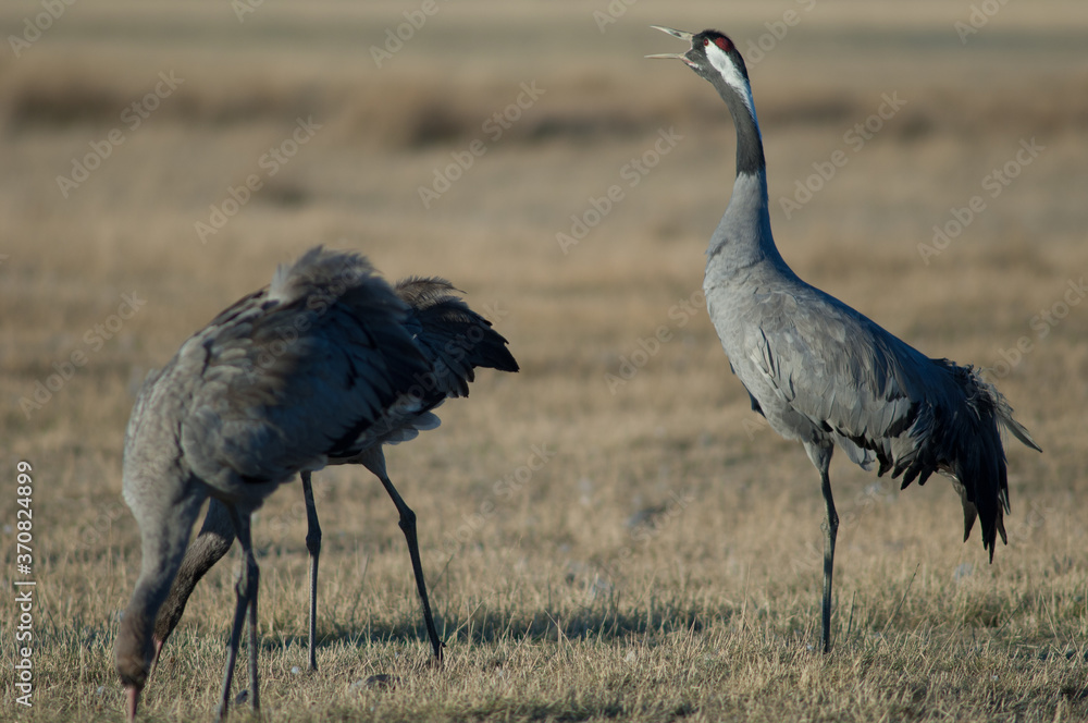 Obraz premium Common crane Grus grus calling. Gallocanta Lagoon Natural Reserve. Aragon. Spain.
