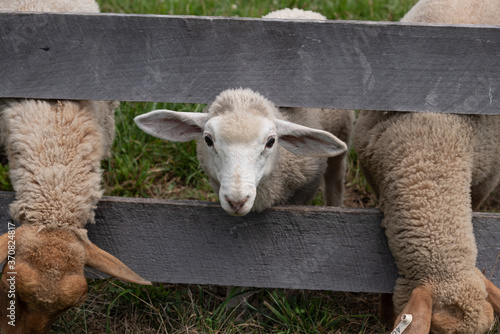 sheep and lamb