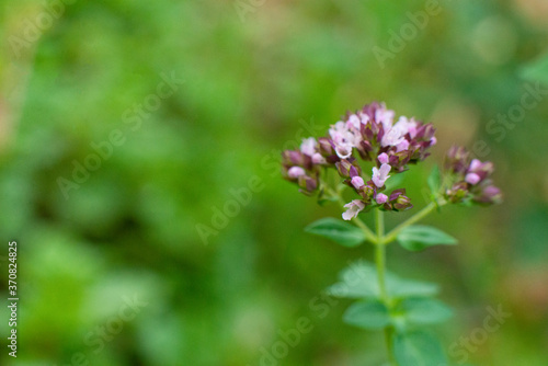 Oregano plant. macro shot  close-up  field lilac fragrant flowers. Organic natural seasoning.