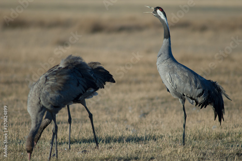 Common crane Grus grus calling. Gallocanta Lagoon Natural Reserve. Aragon. Spain.