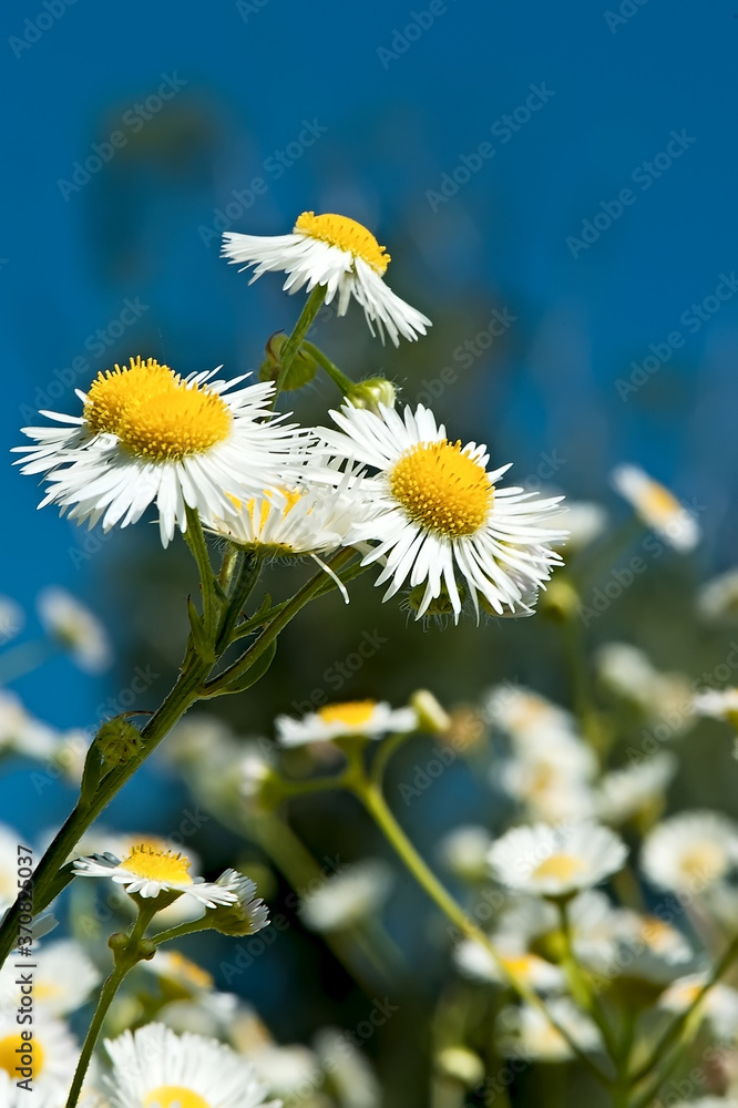 The wild chamomile branch on wind The wild chamomile branch on wind