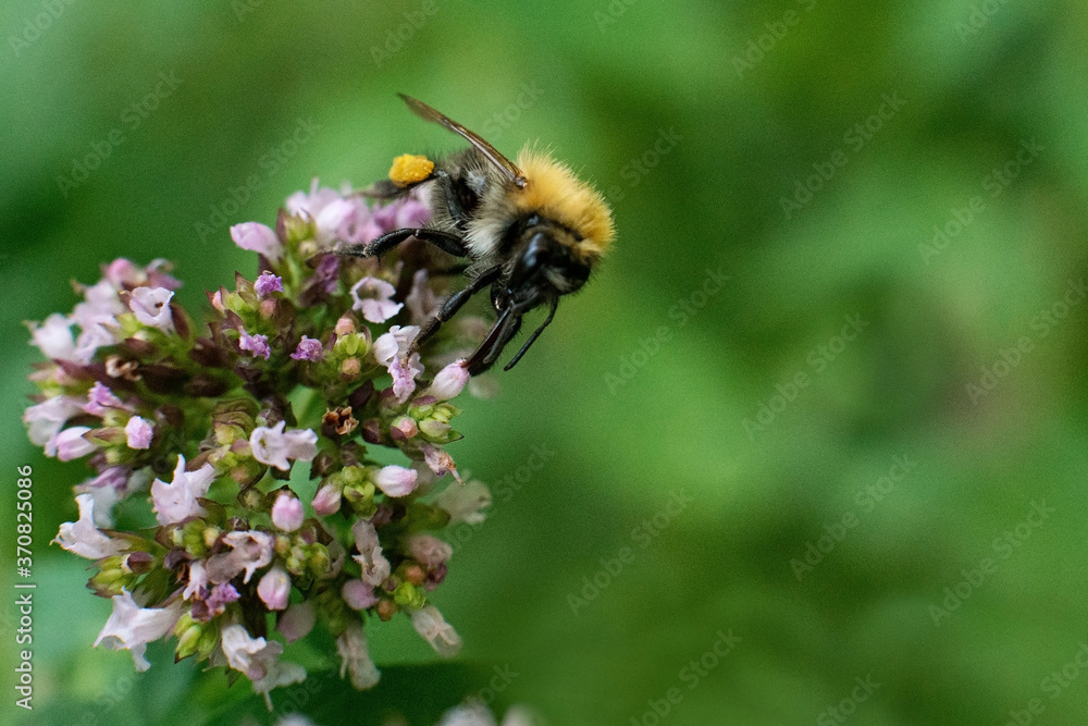 The bee collects pollen for honey from the Oregano plant. The bee collects pollen for honey from the Oregano plant.
