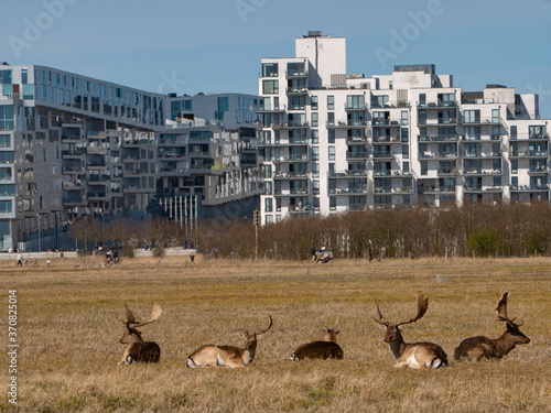 Amager fælled dådyr photo