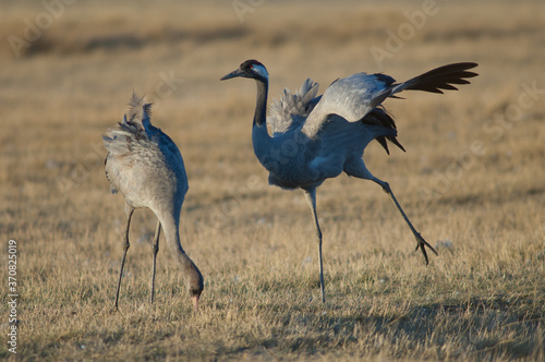 Common cranes Grus grus. Adult stretching and juvenile searching for food. Gallocanta Lagoon Natural Reserve. Aragon. Spain. © Víctor