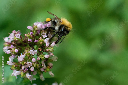 The bee collects pollen for honey from the Oregano plant.