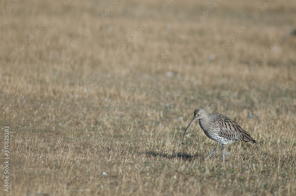 Eurasian curlew Numenius arquata. Gallocanta Lagoon Natural Reserve. Aragon. Spain. Eurasian curlew Numenius arquata. Gallocanta Lagoon Natural Reserve. Aragon. Spain.
