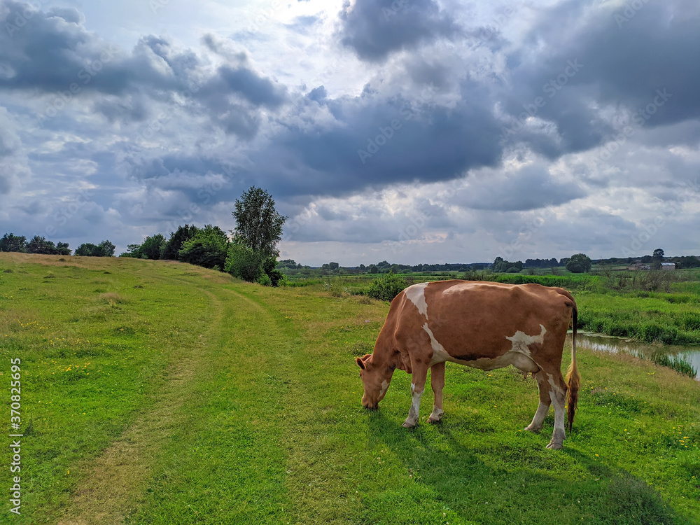 cow grazes on a field near the river in summer cow grazes on a field near the river in summer