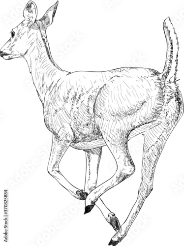 Doe deer sketch  illustration