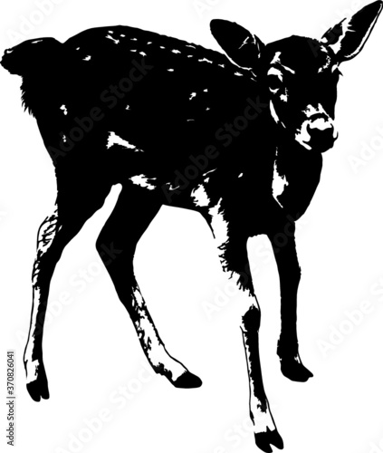 Silhouette of Roe Deer