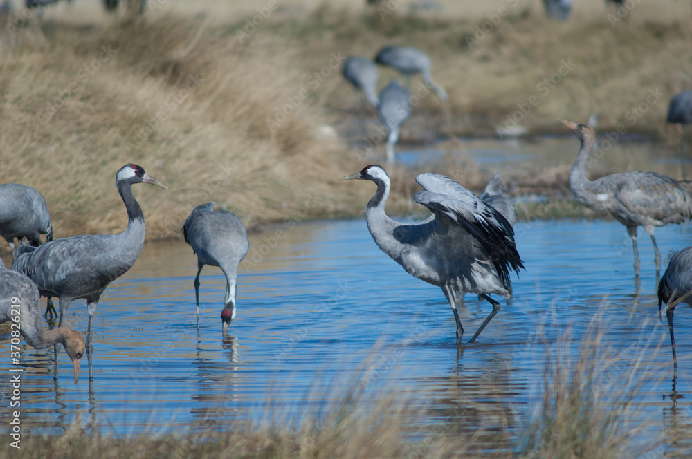 Common cranes Grus grus in a lagoon. Gallocanta Lagoon Natural Reserve. Aragon. Spain. Common cranes Grus grus in a lagoon. Gallocanta Lagoon Natural Reserve. Aragon. Spain.