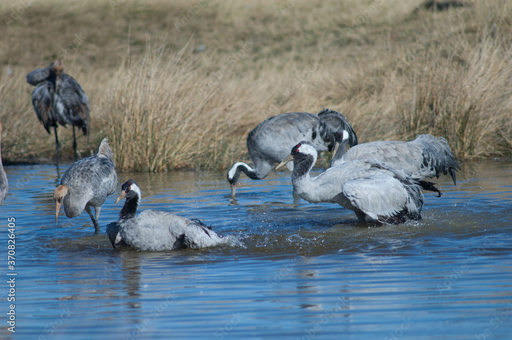 Obraz premium Common cranes Grus grus bathing in a lagoon. Gallocanta Lagoon Natural Reserve. Aragon. Spain.