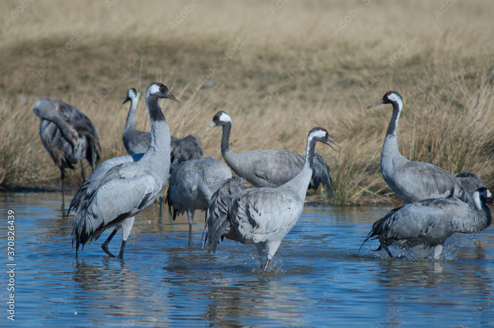 Common cranes Grus grus in a lagoon. Gallocanta Lagoon Natural Reserve. Aragon. Spain.