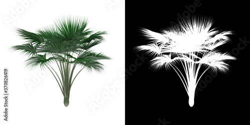 Left view of tree (Generic) png with alpha channel to cutout 3D rendering. For forest and nature compositing.	 photo