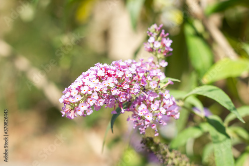 purple flowers in the garden