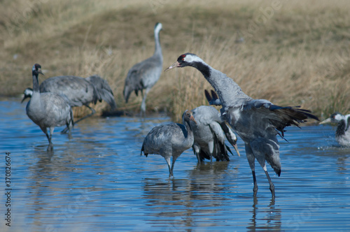 Common crane Grus grus flapping its wings in a lagoon. Gallocanta Lagoon Natural Reserve. Aragon. Spain. © Víctor