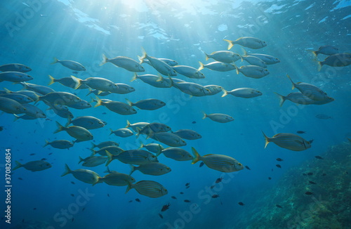 School of fish with sunlight underwater in the Mediterranean sea, salema porgy, Sarpa salpa, Corsica, France