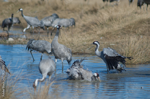 Common cranes Grus grus bathing in a lagoon. Gallocanta Lagoon Natural Reserve. Aragon. Spain.