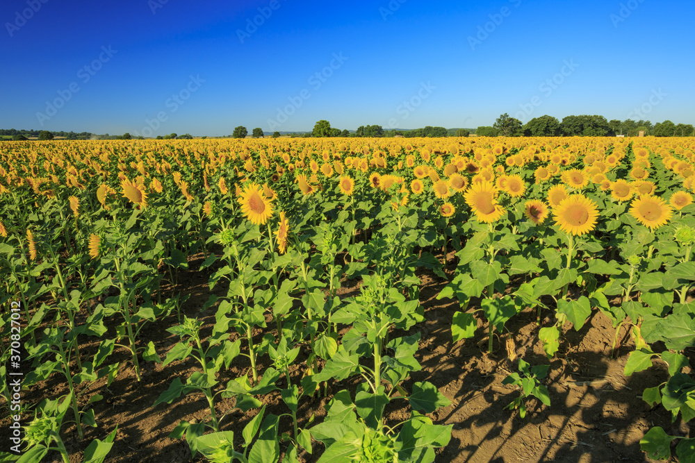 Field of sunflowers in Bolsena. In Viterbo