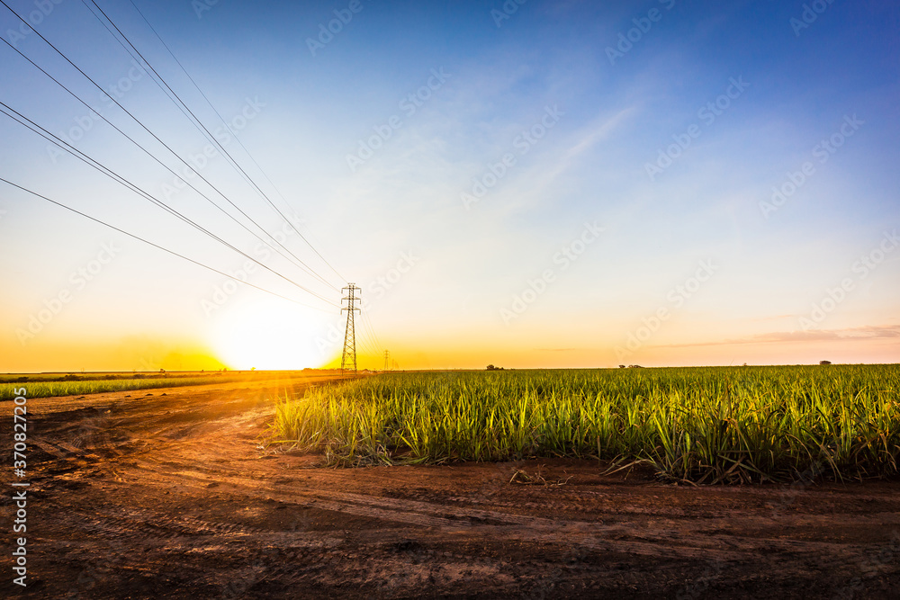 Sugar cane field and electric line transmission at Brazil’s Coutryside at sunset.