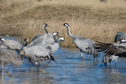 Common cranes Grus grus in a lagoon. Gallocanta Lagoon Natural Reserve. Aragon. Spain.