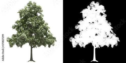 Front view of tree (Quercus Petraea) png with alpha channel to cutout 3D rendering. For forest and nature compositing.	 photo