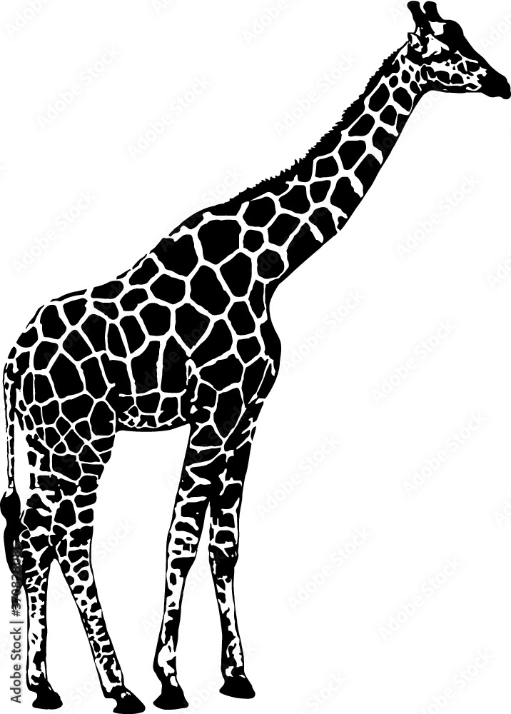 Obraz premium giraffe silhouette vector