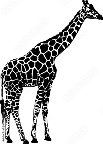 giraffe silhouette vector