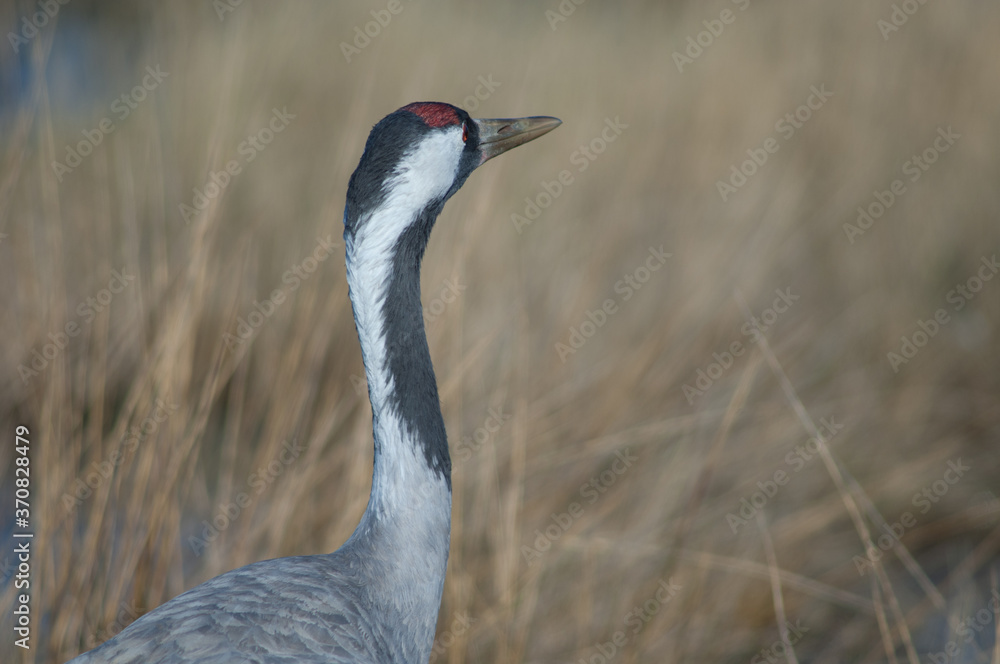 Common crane Grus grus. Gallocanta Lagoon Natural Reserve. Aragon. Spain.