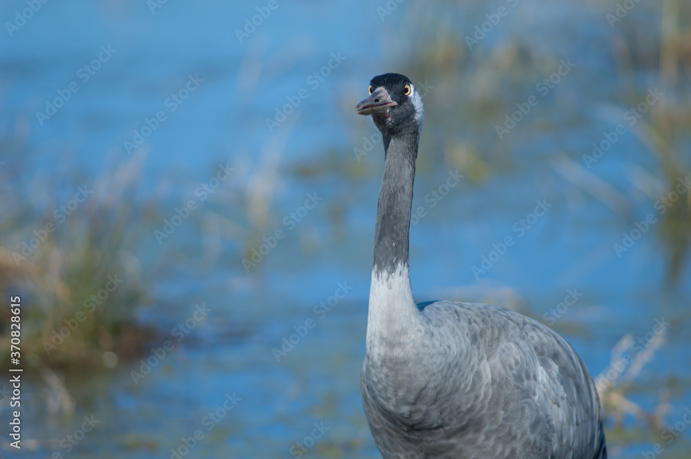 Common crane Grus grus. Gallocanta Lagoon Natural Reserve. Aragon. Spain. Common crane Grus grus. Gallocanta Lagoon Natural Reserve. Aragon. Spain.