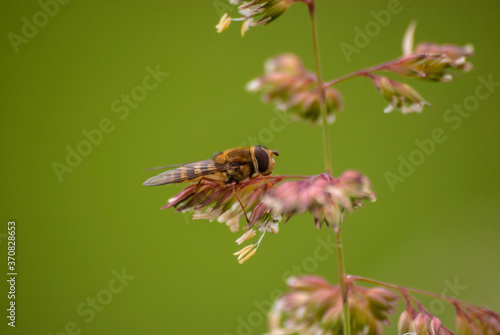 owady muchówka © Robert Borek