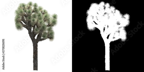 Front view of tree (Yucca Brevifolia) png with alpha channel to cutout 3D rendering. For forest and nature compositing.	 photo
